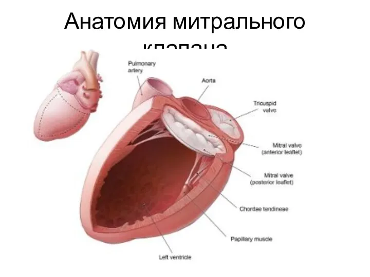 Анатомия митрального клапана