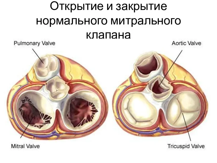 Открытие и закрытие нормального митрального клапана