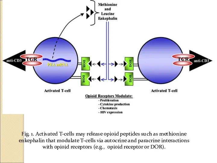 Fig. 1. Activated T-cells may release opioid peptides such as