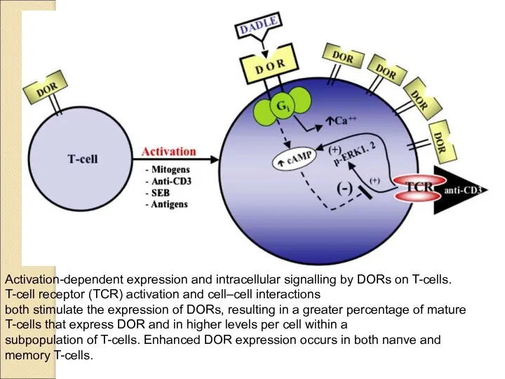 Activation-dependent expression and intracellular signalling by DORs on T-cells. T-cell