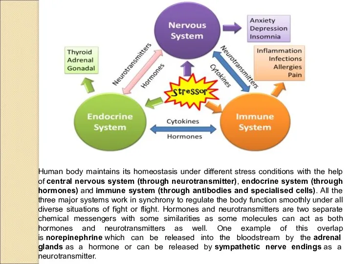 Human body maintains its homeostasis under different stress conditions with