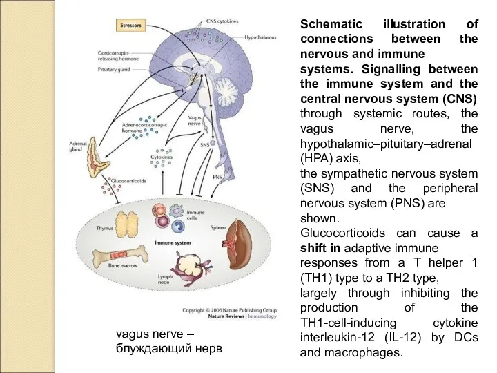 vagus nerve – блуждающий нерв Schematic illustration of connections between