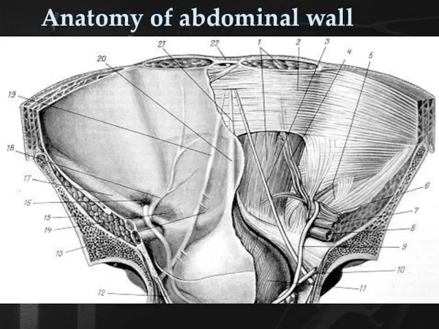 Anatomy of abdominal wall Внутренняя поверхность передней стенки живота (по Р.Д.Синельникову).