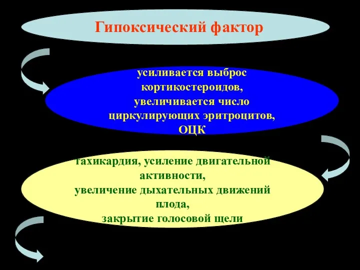 Гипоксический фактор усиливается выброс кортикостероидов, увеличивается число циркулирующих эритроцитов, ОЦК