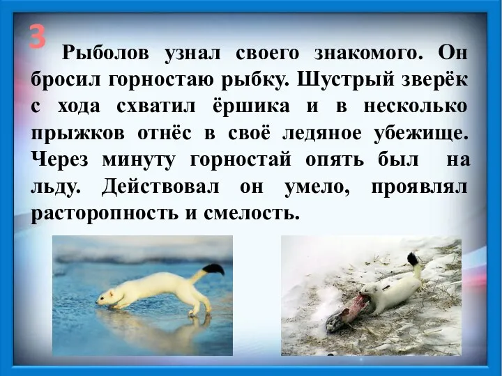 3 Рыболов узнал своего знакомого. Он бросил горностаю рыбку. Шустрый