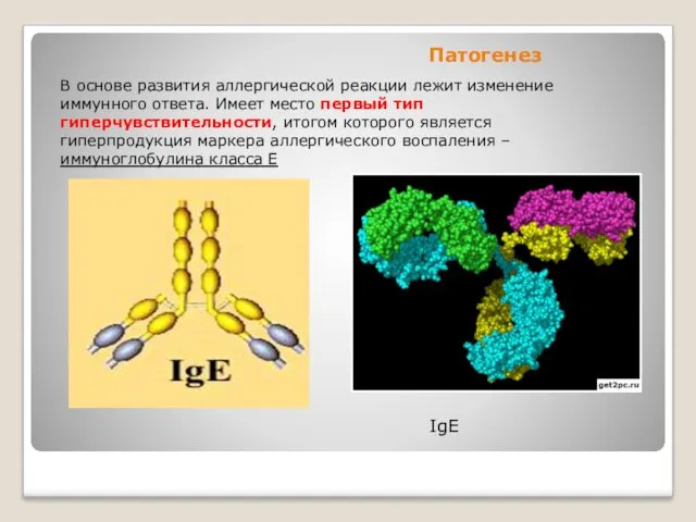 Патогенез IgE В основе развития аллергической реакции лежит изменение иммунного
