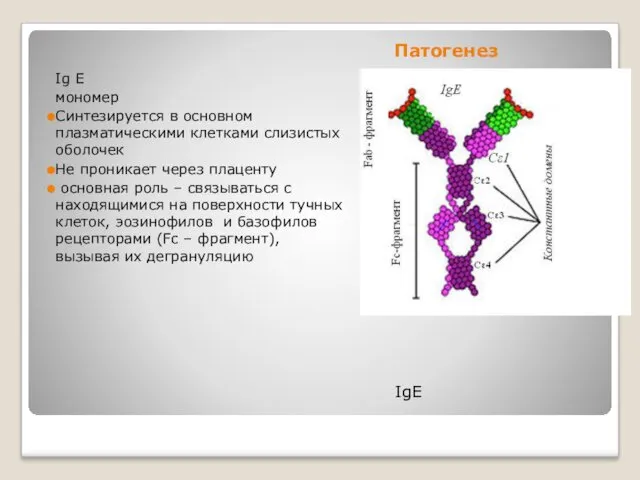 Патогенез IgE Ig Е мономер Синтезируется в основном плазматическими клетками