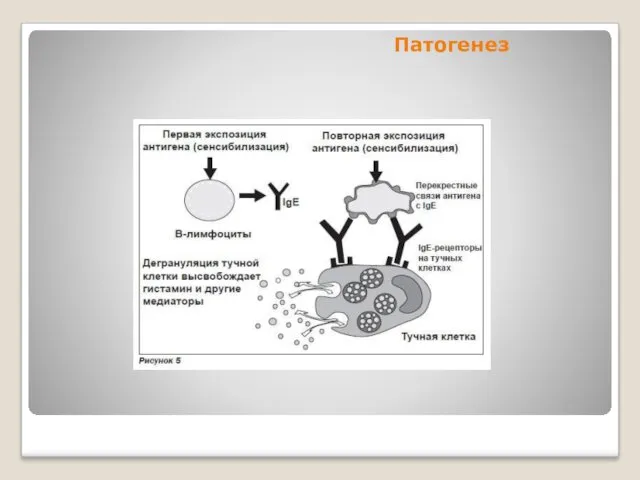 Патогенез