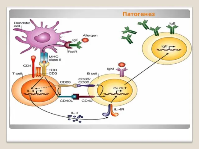 Патогенез