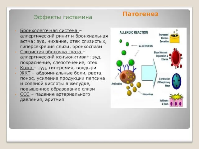 Патогенез Бронхолегочная система – аллергический ринит и бронхиальная астма: зуд,