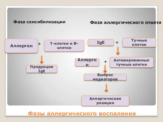 Фазы аллергического воспаления Фаза сенсибилизации Фаза аллергического ответа Аллерген Продукция