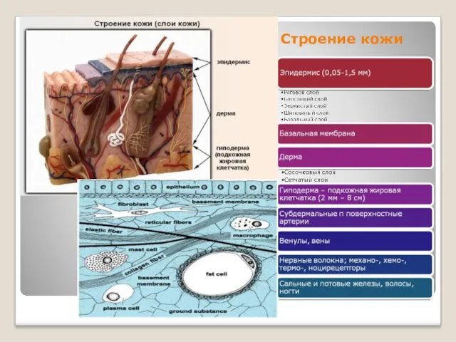 Строение кожи