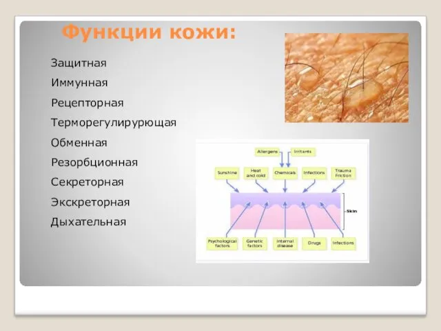 Функции кожи: Защитная Иммунная Рецепторная Терморегулирурющая Обменная Резорбционная Секреторная Экскреторная Дыхательная