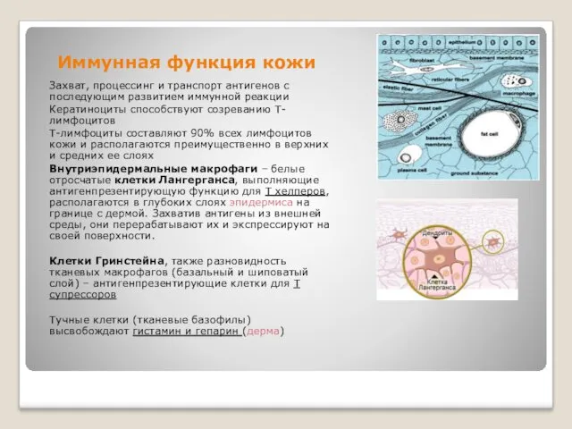 Иммунная функция кожи Захват, процессинг и транспорт антигенов с последующим