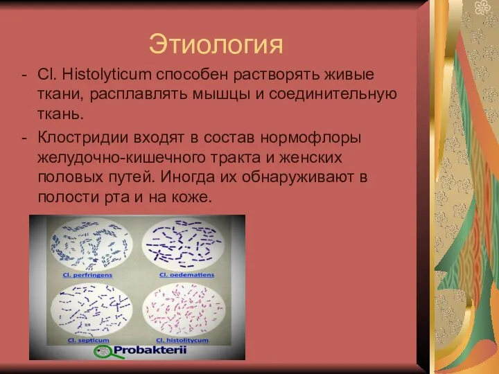 Этиология Cl. Histolyticum способен растворять живые ткани, расплавлять мышцы и