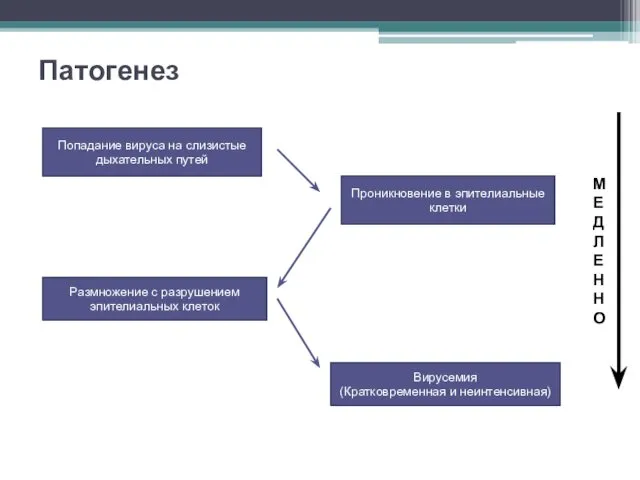 Патогенез Попадание вируса на слизистые дыхательных путей Проникновение в эпителиальные