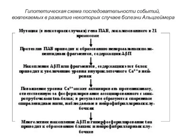 Гипотетическая схема последовательности событий, вовлекаемых в развитие некоторых случаев болезни Альцгеймера