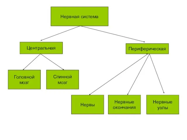Нервная система Центральная Периферическая Головной мозг Спинной мозг Нервы Нервные окончания Нервные узлы