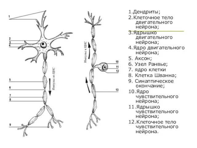 1.Дендриты; 2.Клеточное тело двигательного нейрона; 3.Ядрышко двигательного нейрона; 4.Ядро двигательного