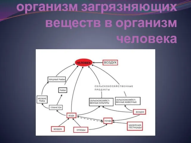 Поступление в организм загрязняющих веществ в организм человека