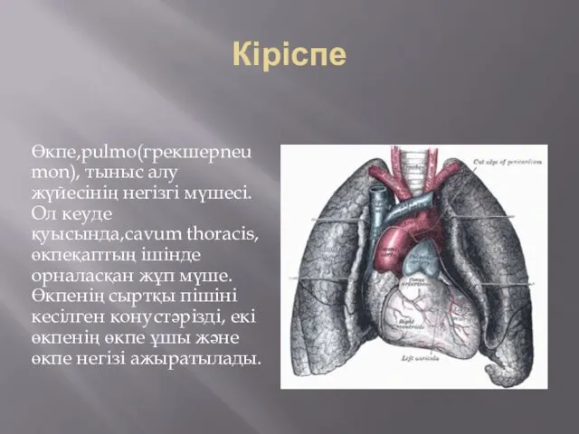 Кіріспе Өкпе,pulmo(грекшеpneumon), тыныс алу жүйесінің негізгі мүшесі. Ол кеуде қуысында,cavum thoracis, өкпеқаптың ішінде