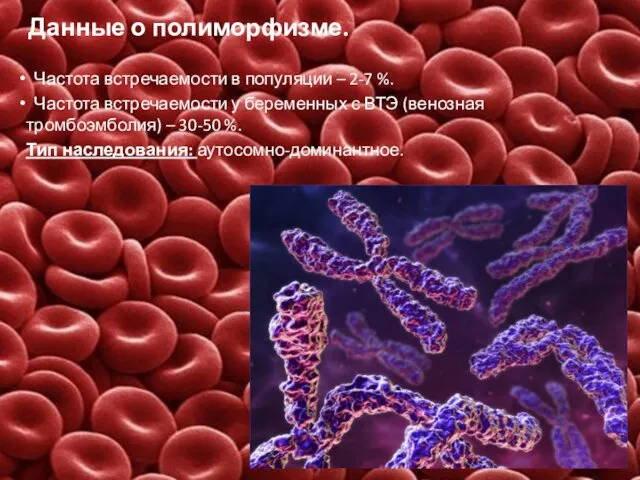 Данные о полиморфизме. Частота встречаемости в популяции – 2-7 %. Частота встречаемости у