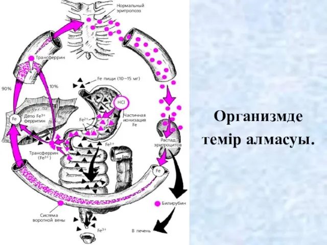 Организмде темір алмасуы.