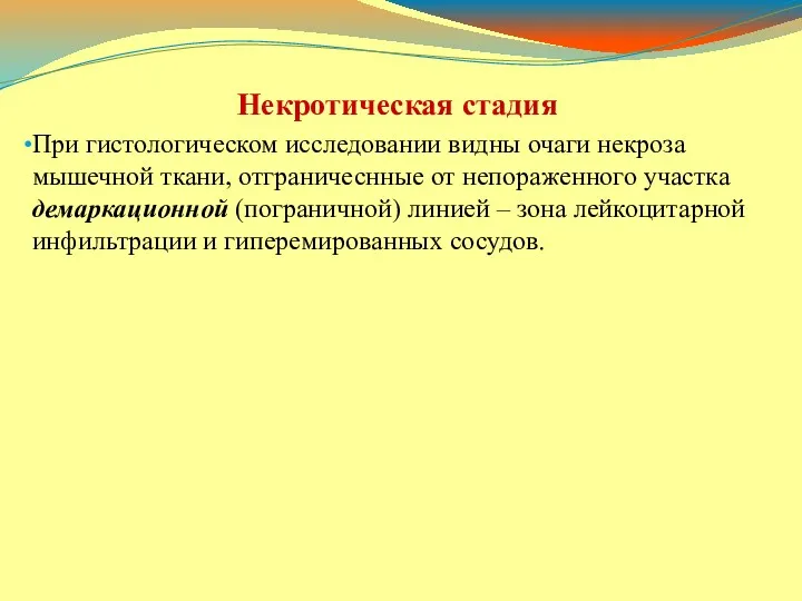 Некротическая стадия При гистологическом исследовании видны очаги некроза мышечной ткани,