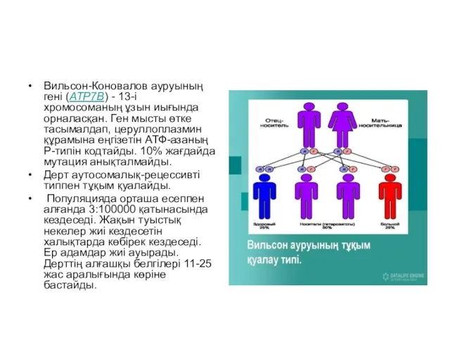 Вильсон-Коновалов ауруының гені (ATP7B) - 13-і хромосоманың ұзын иығында орналасқан.