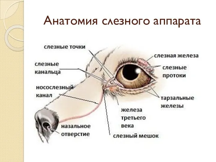 Анатомия слезного аппарата