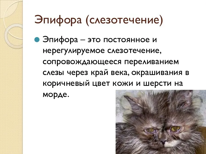 Эпифора (слезотечение) Эпифора – это постоянное и нерегулируемое слезотечение, сопровождающееся