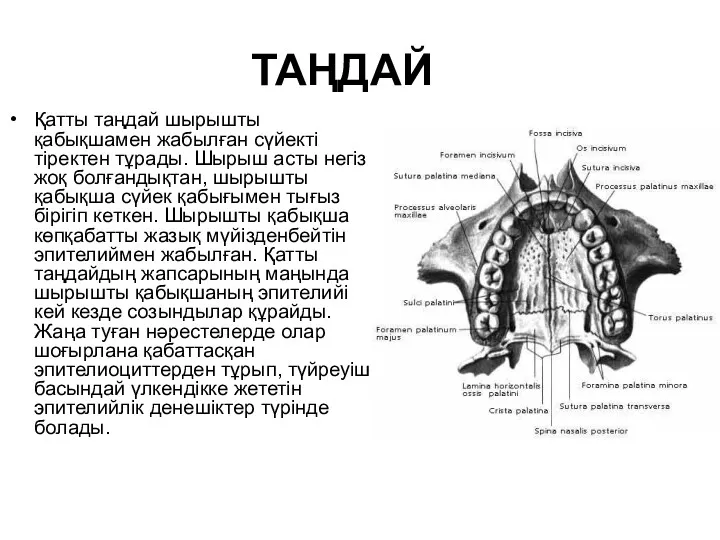 ТАҢДАЙ Қатты таңдай шырышты қабықшамен жабылған сүйекті тіректен тұрады. Шырыш