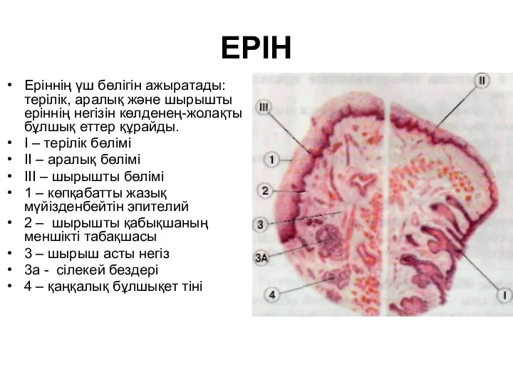 ЕРІН Еріннің үш бөлігін ажыратады: терілік, аралық және шырышты еріннің