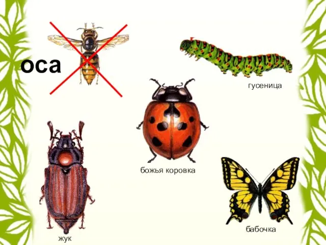 гусеница божья коровка жук бабочка оса