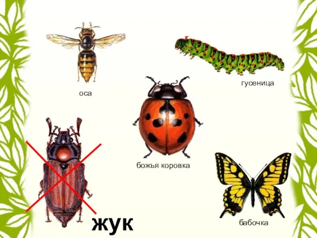 гусеница божья коровка бабочка жук оса