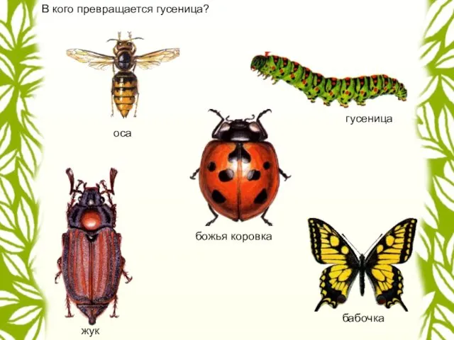 В кого превращается гусеница? гусеница божья коровка жук бабочка оса