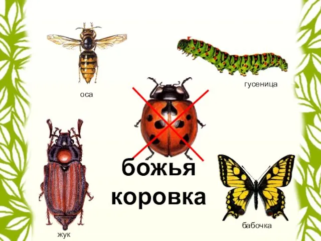 гусеница бабочка божья коровка оса жук
