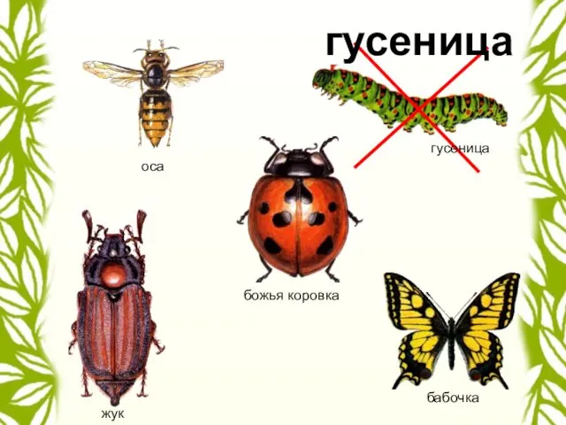 бабочка гусеница гусеница божья коровка жук оса