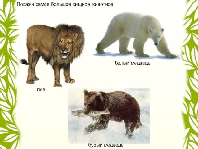 лев белый медведь бурый медведь Покажи самое большое хищное животное.