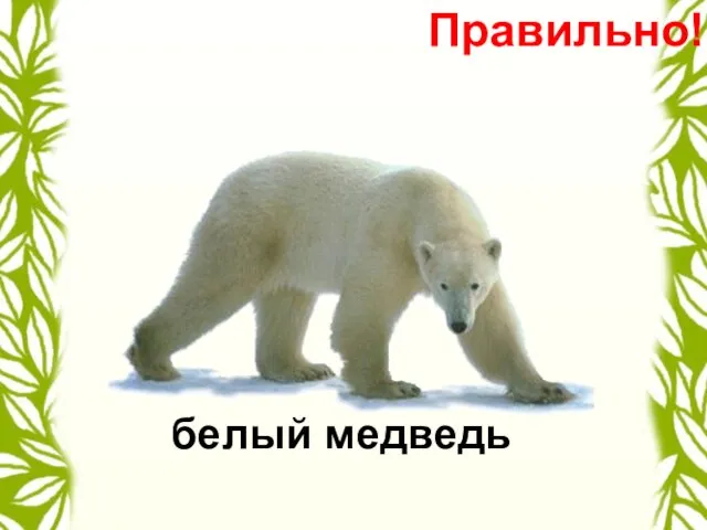 белый медведь Правильно!