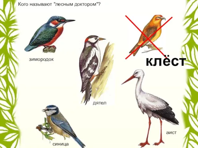 Кого называют "лесным доктором"? дятел клёст зимородок синица аист