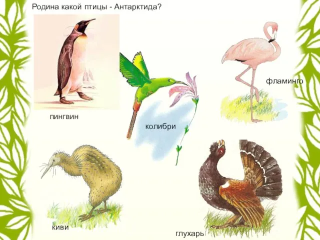 Родина какой птицы - Антарктида? пингвин колибри киви фламинго глухарь