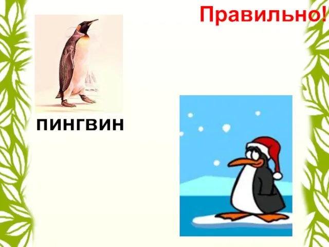 пингвин Правильно!