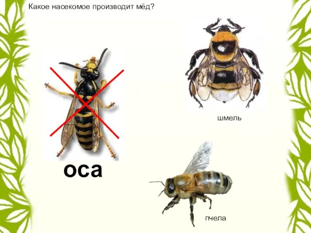 Какое насекомое производит мёд? пчела шмель оса