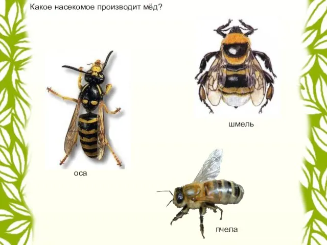 Какое насекомое производит мёд? оса пчела шмель