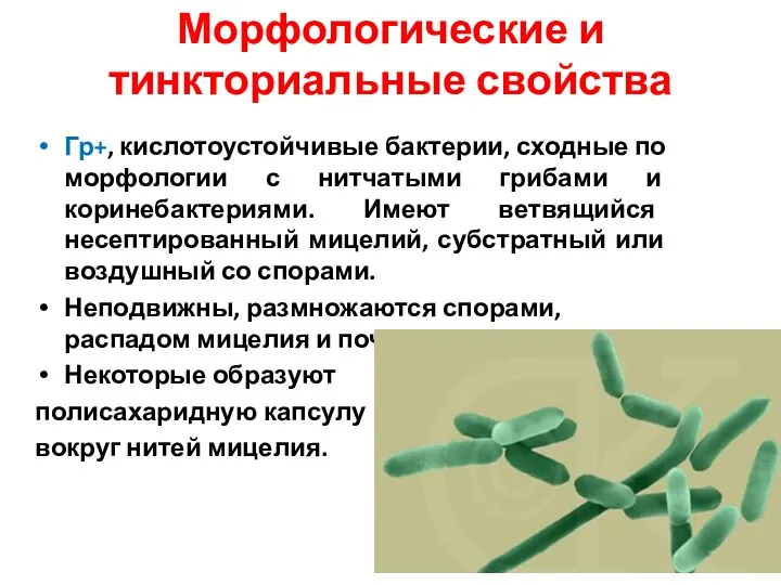 Морфологические и тинкториальные свойства Гр+, кислотоустойчивые бактерии, сходные по морфологии с нитчатыми грибами