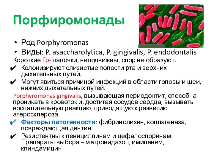 Порфиромонады Род Porphyromonas Виды: P. asaccharolytica, P. gingivalis, P. endodontalis Короткие Гр- палочки,