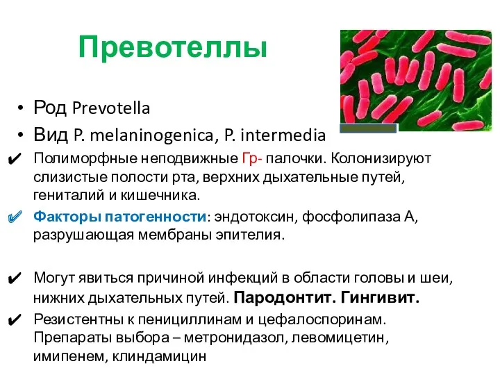 Превотеллы Род Prevotella Вид P. melaninogenica, P. intermedia Полиморфные неподвижные Гр- палочки. Колонизируют