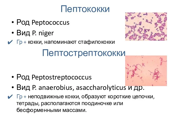 Пептококки Род Peptococcus Вид P. niger Гр + кокки, напоминают стафилококки Род Peptostreptococcus