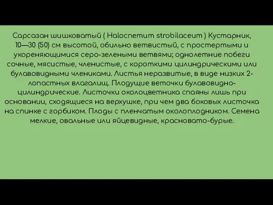 Сарсазан шишковатый ( Halocnemum strobilaceum ) Кустарник, 10—30 (50) см